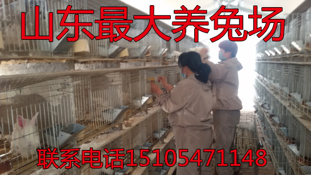 我家在北京市通州区农村有一家獭兔养殖场,最