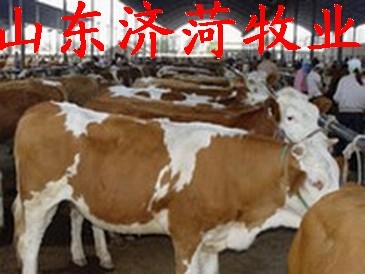 农村养羊_散养羊的养殖收入