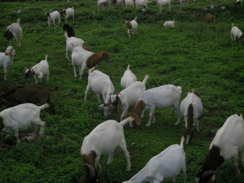 出售波尔山羊种羊小尾寒羊杜波<em>绵羊</em>-供应信息