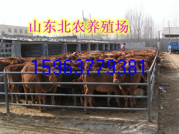 四川冕宁肉牛养殖场★冕宁适合养牛吗