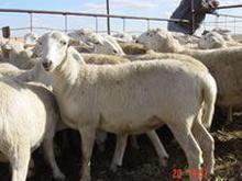 纯种小尾寒羊价格多少钱