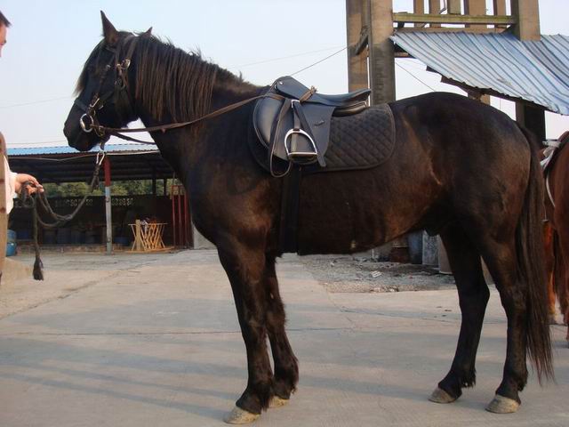 山东哪里有卖马的啊