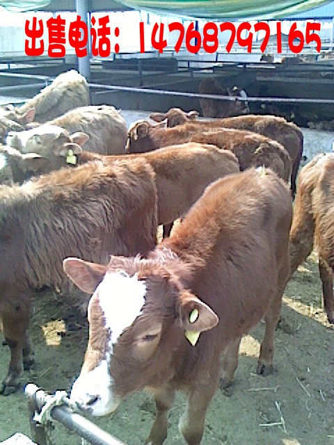 农村养牛挣钱吗_养猪和养牛哪个赚钱_农村为什么养牛不赚钱