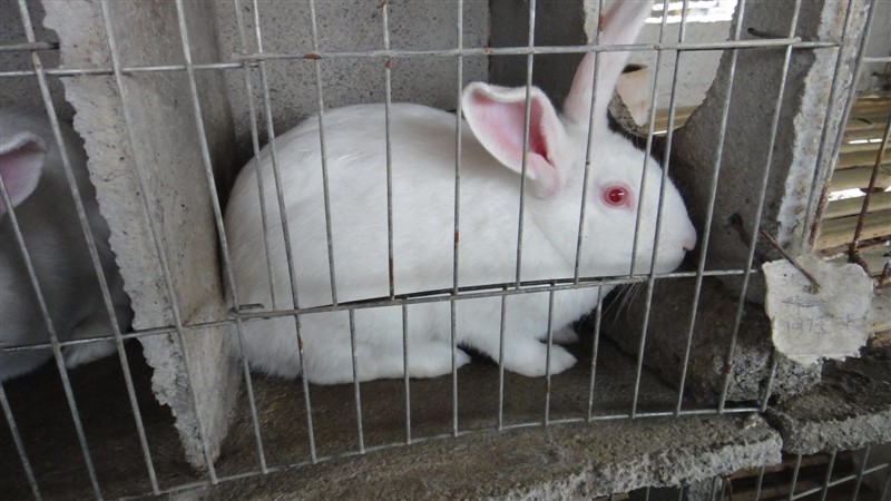 獭兔场獭兔价格獭兔养殖前景