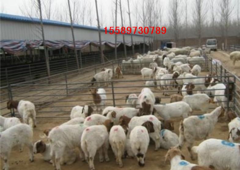 江苏睢宁地区养牛养羊选什么品种好基地场在哪里