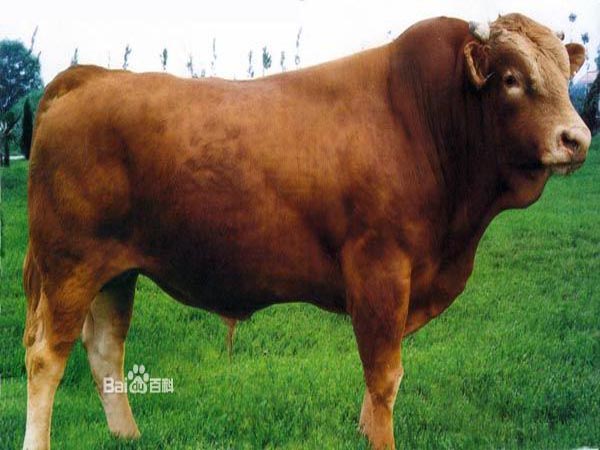 牛羊驴养殖与效益