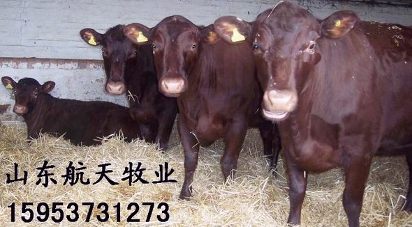 养殖牛蛙_养殖牛蛙的成本与收入(2)