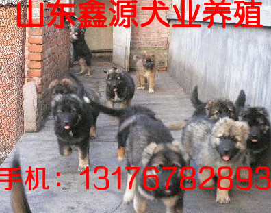 保定市清苑县黑社会,河北省保定市清苑县,河北省 ...