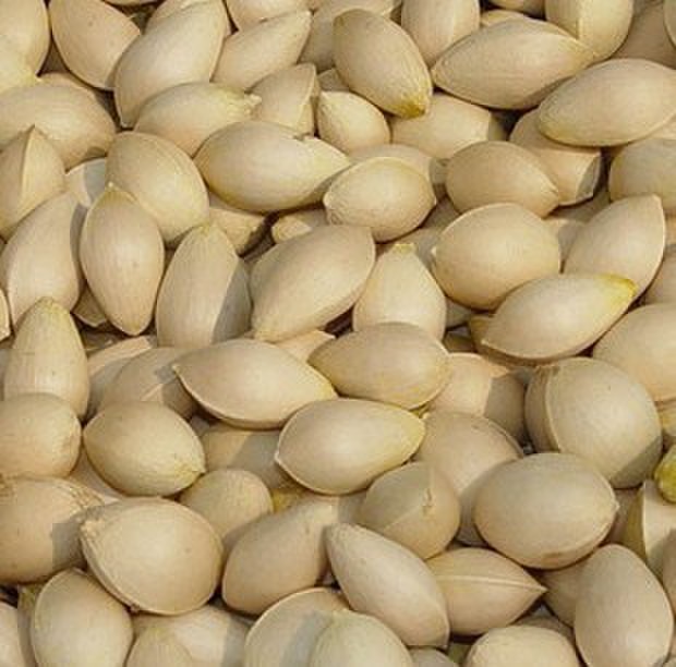 2014年三月梅州银杏种子报价恒庆果树种子供