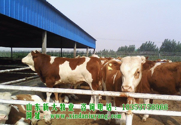 春江标准化养牛场