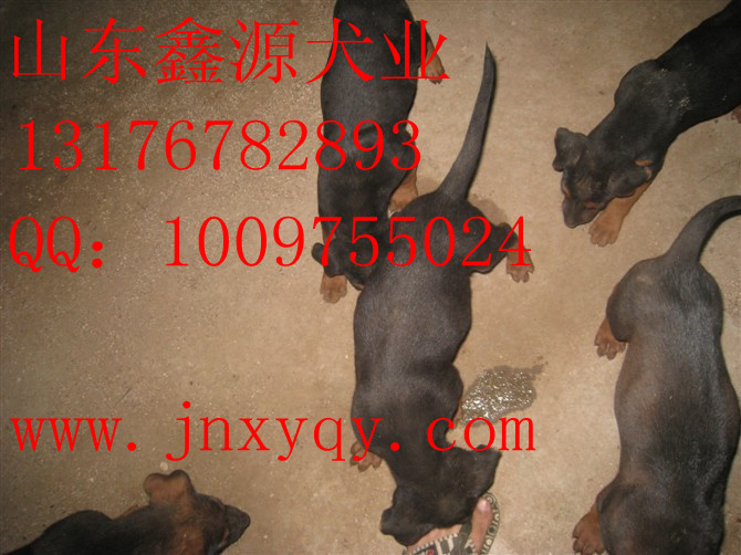 太原哪里有肉狗养殖场