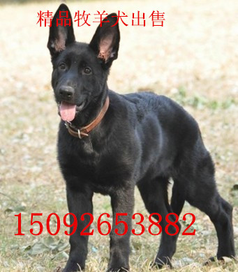 江西什么地方买到东德西德牧羊犬ddr幼犬多少