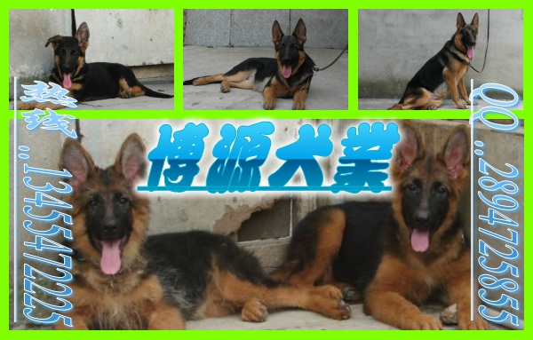 河北任丘市提供大型德国牧羊犬养殖基地河北任