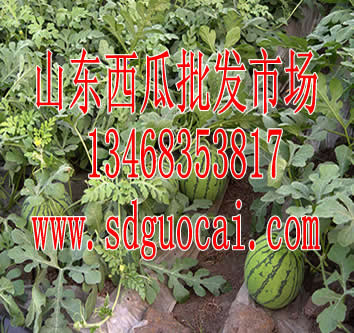 在新窗口中浏览