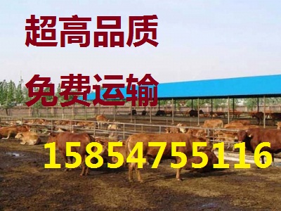 肉驴养殖场招工_供应信息_金农网