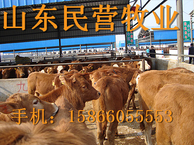 赣州纯种努比亚黑山羊养殖场黑山羊价格是多少