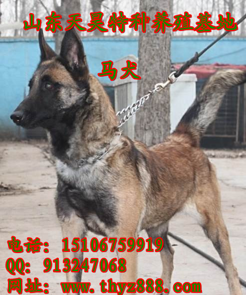 藏獒和狼打架图 藏獒和狼打架 高清图片