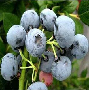 蓝莓苗,蓝莓苗品种
