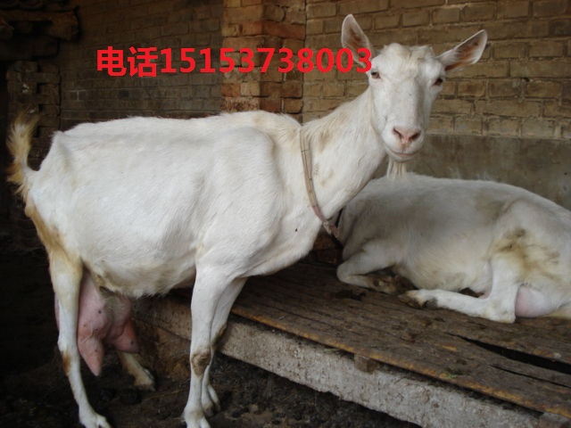 今日上海鲁西黄牛价格行情@?