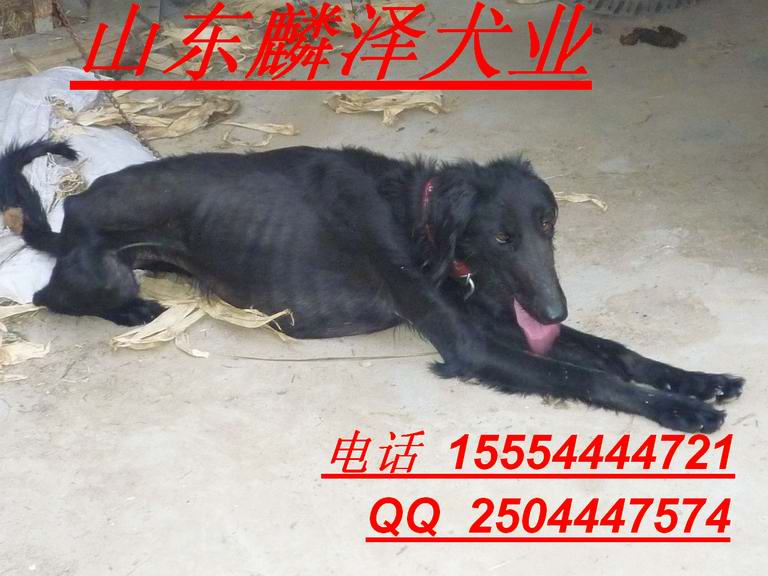 泰州卖赛道犬现场卡表麟泽赛道碰撞供应钳工桌图片