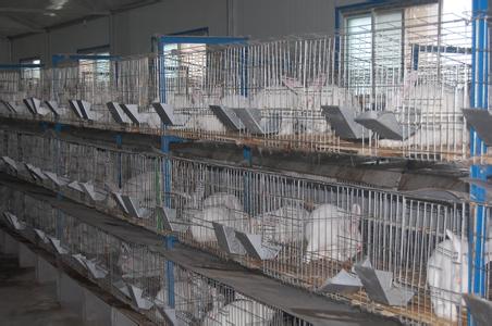 肉兔养殖场东昌区哪里有没有卖肉兔的《签订商