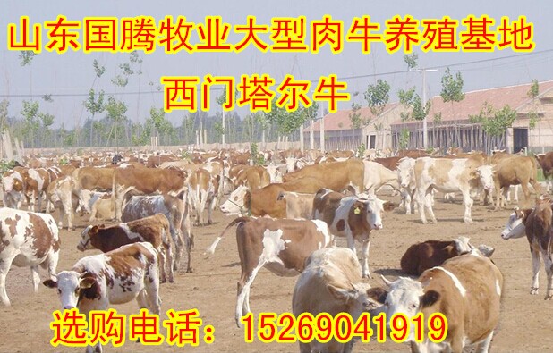 养牛补贴政策2017_养牛的利润与成本_肉牛养殖利润分析2017