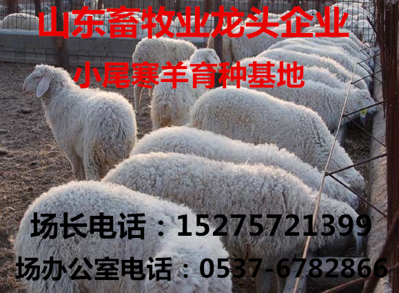 养育肥牛技术,cctv7致富经赤峰养牛