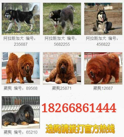 <em>宿州市哪里卖</em>牧羊犬幼犬_供应信息_金农网
