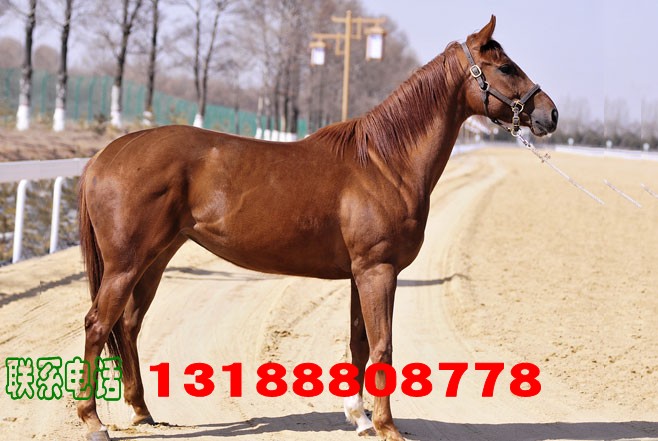 宁城县哪里可以买到阿拉伯马