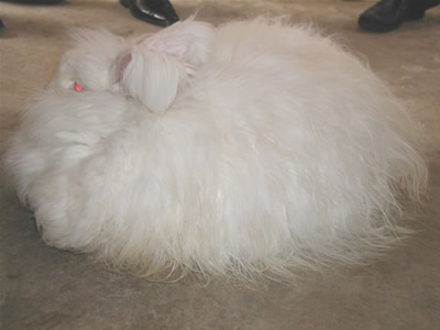 2015年养殖长毛兔赚钱吗