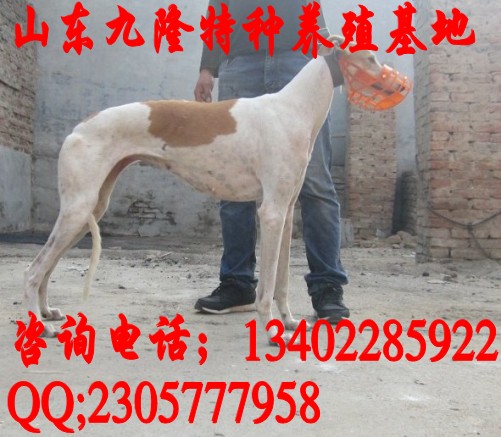 湖南省格力犬价格图片