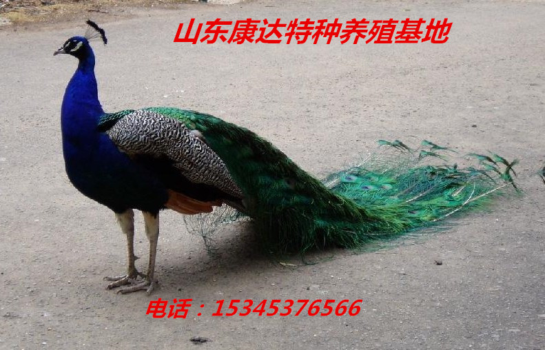 浙江余姚市哪里有卖孔雀的