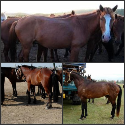 在哪里能买到蒙古马