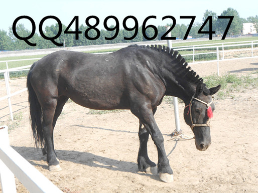 沧州马的价格
