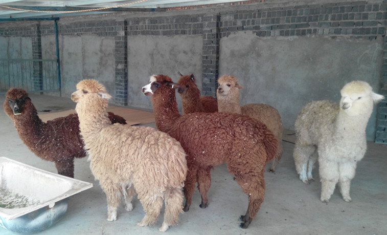 <em>宿州</em>、<em>哪里有卖</em>羊驼的?哪里租赁羊驼?_供应信