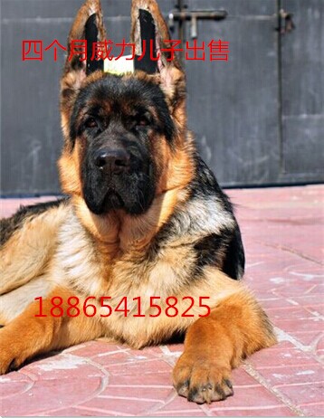 陕西渭南德牧幼犬价钱