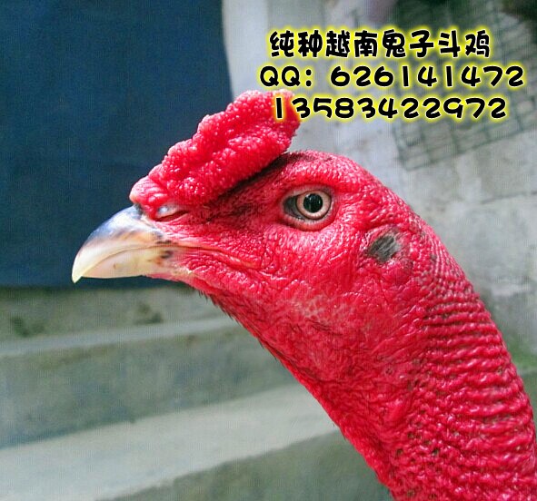友谊斗鸡养殖场以鸡友,发布信息朋友以上天下由刘启猛自行广交!QG电子竞技俱乐部飞车图片