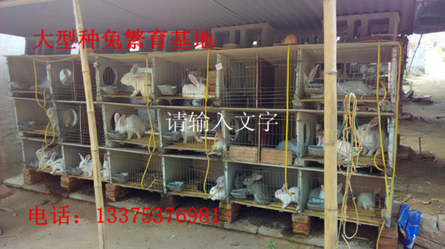 黄骅獭兔养殖场