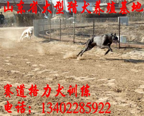 农户饲养奶牛技术要点 随着我国经济的不断发展和人们生活水平的提高,以前主要用来滋补老人和小孩的牛奶已成为普通家庭的日常消费品。一些企业和农户纷纷投资养奶牛。奶牛养殖业也逐渐发展,但因奶牛品种不良,养殖技术不过关,往往造成亏损。因此,笔者根据我国奶牛养殖现状,结合多年来的实践,提出适合农户小规模养殖奶牛的技术要点,以供参考。 1 选好奶牛 不同品种及不同个体的奶牛产奶能力相差较大,选好奶牛品种很重要。目前应用最为普遍的品种为荷斯坦奶牛,俗称“黑白花奶牛”。它在良好的饲养管理条件下