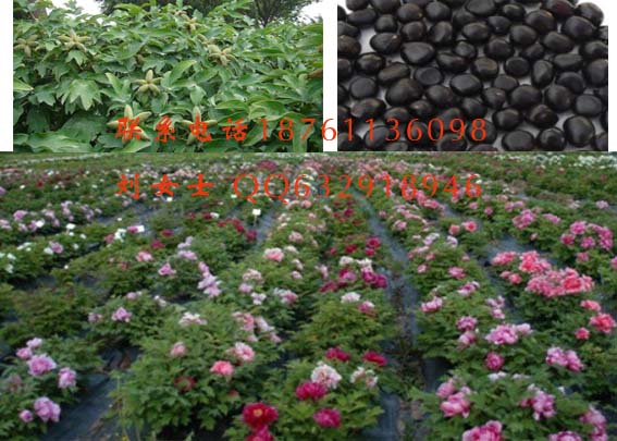 淄博牡丹种子什么价格