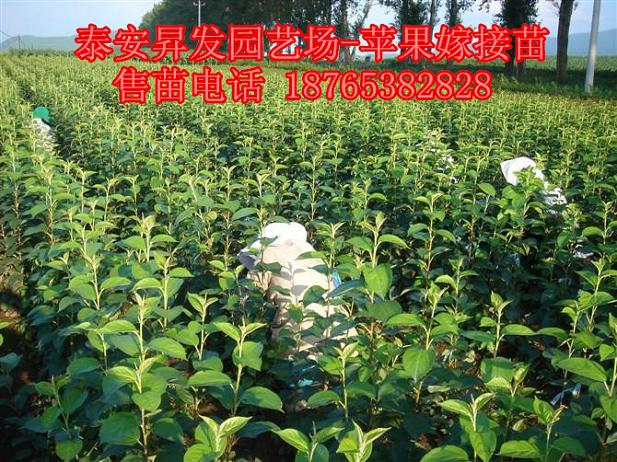 神富一号苹果苗基地