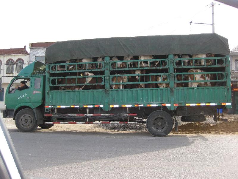 肉牛多少钱一斤 那有卖屠宰肉牛的 养牛得多少成本 黄牛多少钱一斤 活
