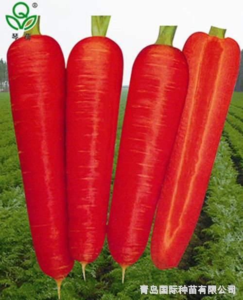 现在可以种胡萝卜种子 2015199154898.jpg