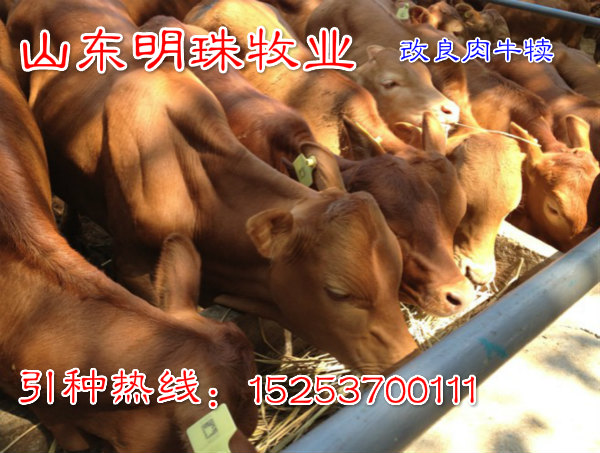 收入证明_畜产品增加收入(3)