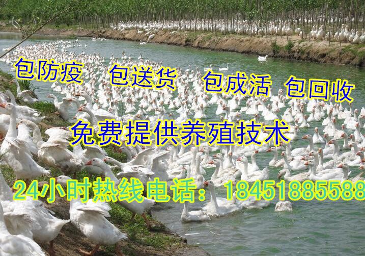 湖北鸭苗价格鸭苗多少钱一只收购成品合同鸭