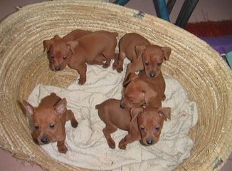  连云港宠物犬 养殖场_供应信息_金农网