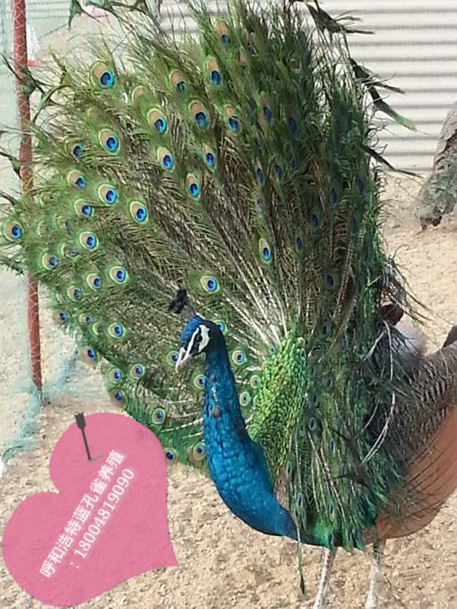 Сȸֳ