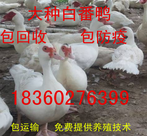 现在四季鹅苗多少钱一只\/