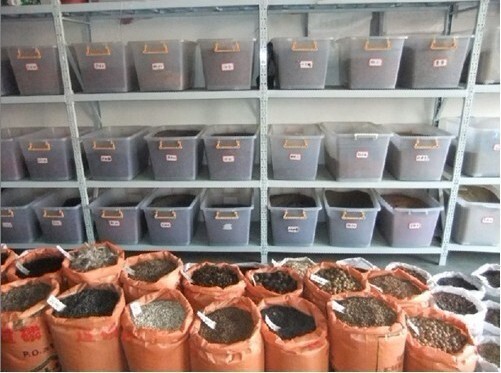 皇竹草种子价格