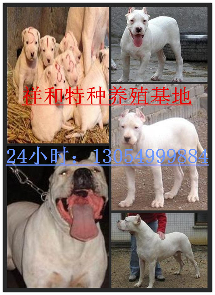 春风吹过的地方歌谱